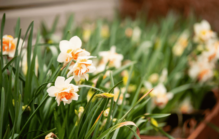 March Gardening Zone 5-7: Chores & Tasks: What to Do This Month