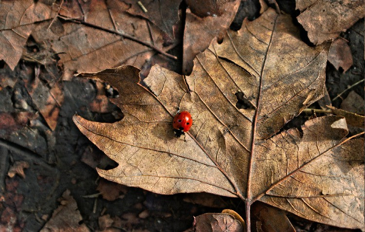 6 Creative Ways to Use Fall Leaves in Your Garden: A DIY Guide