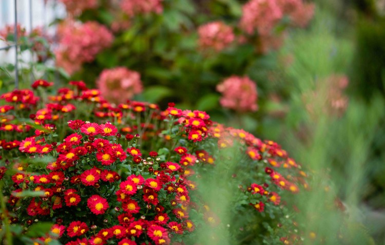 red flowers in zone 5-7 garden