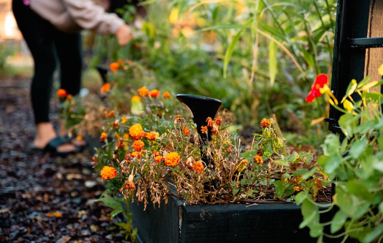 October Zone 5-7 Garden Prep: How to Protect Plants from Frost