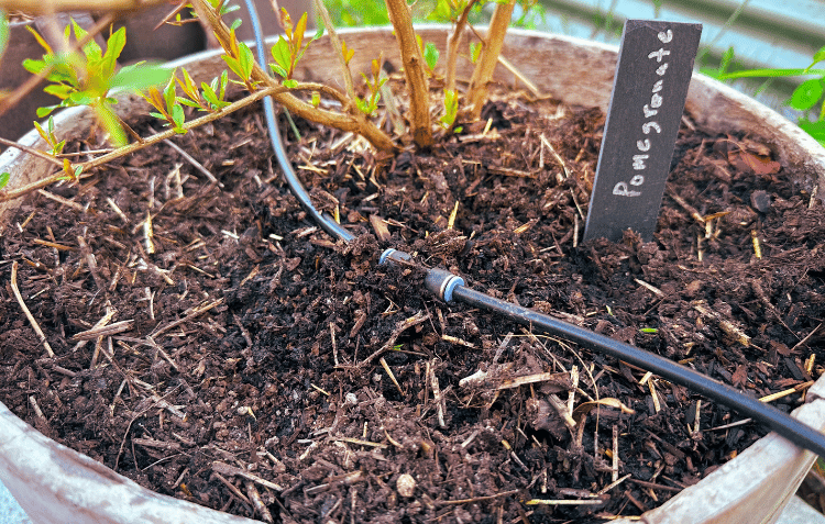 Image of soil in a container with garden irrigation 