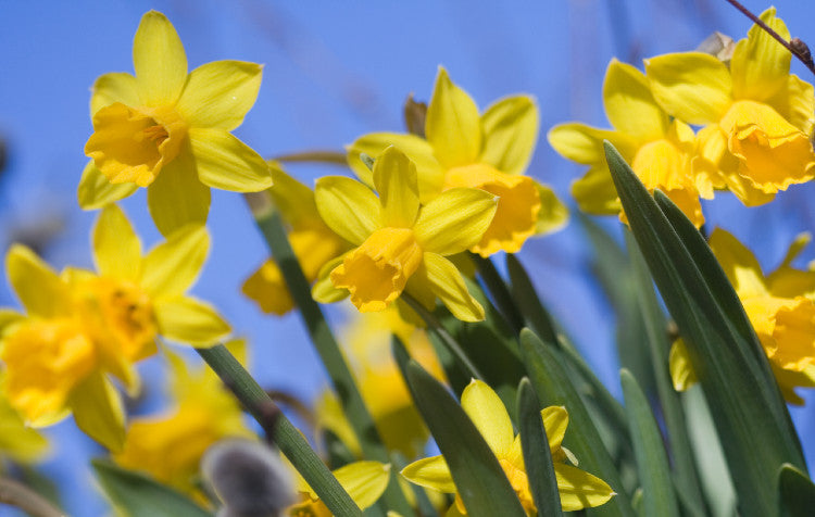 March Gardening Zone 8-10 March Madness in the Garden: Spring Has Officially Sprung!