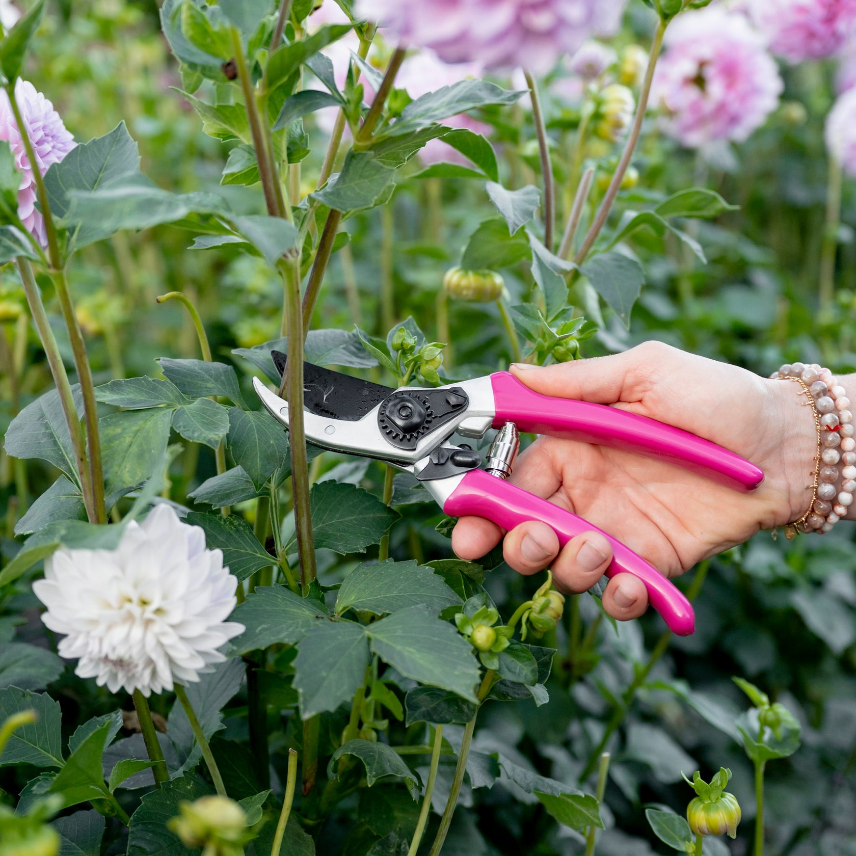 Pink Secateurs | Ultra-Sharp, Long-Lasting Pruners – Hoselink USA