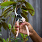 close up of branch being cut with peach secateurs