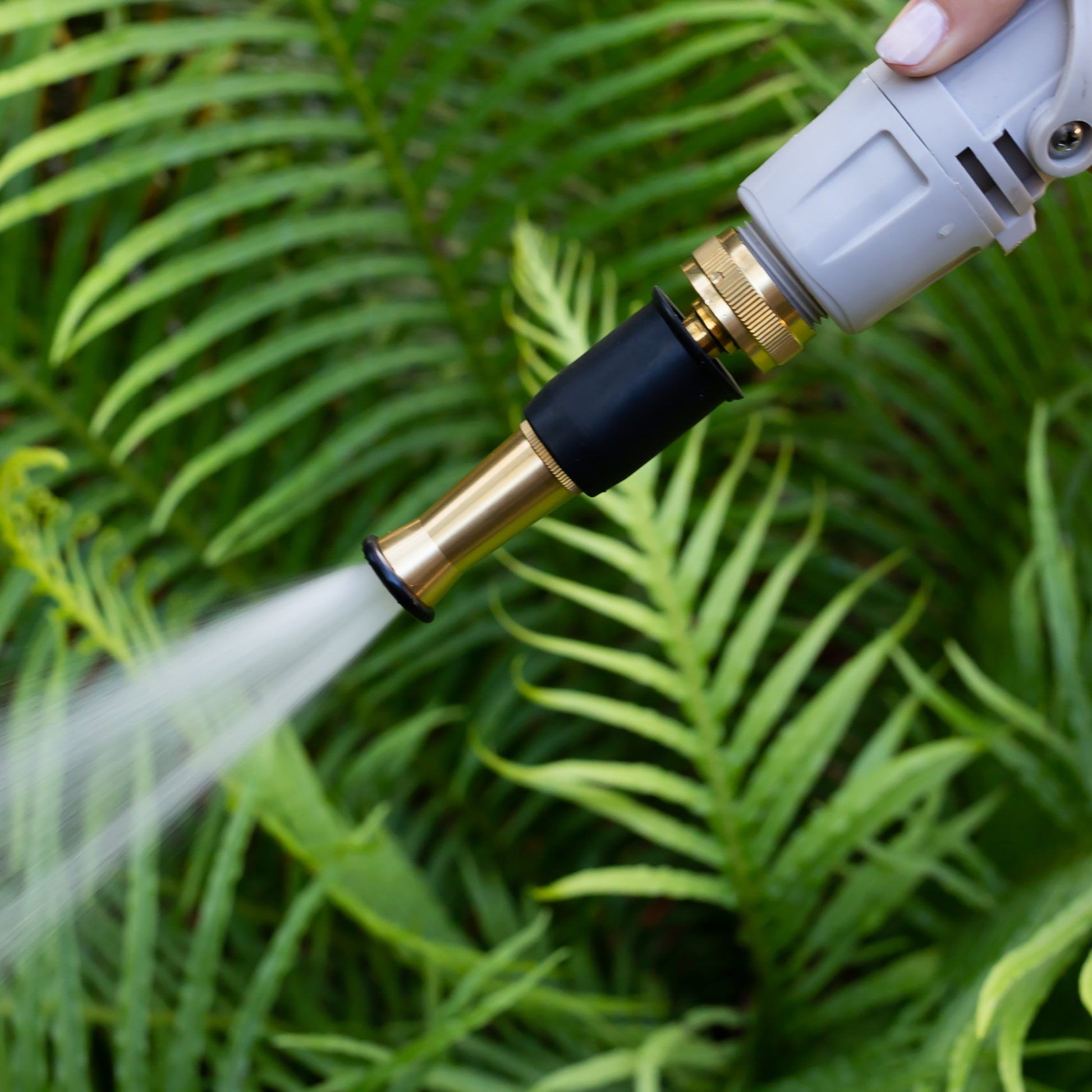 close up of brass garden hose nozzle spraying water with green ferns in the background