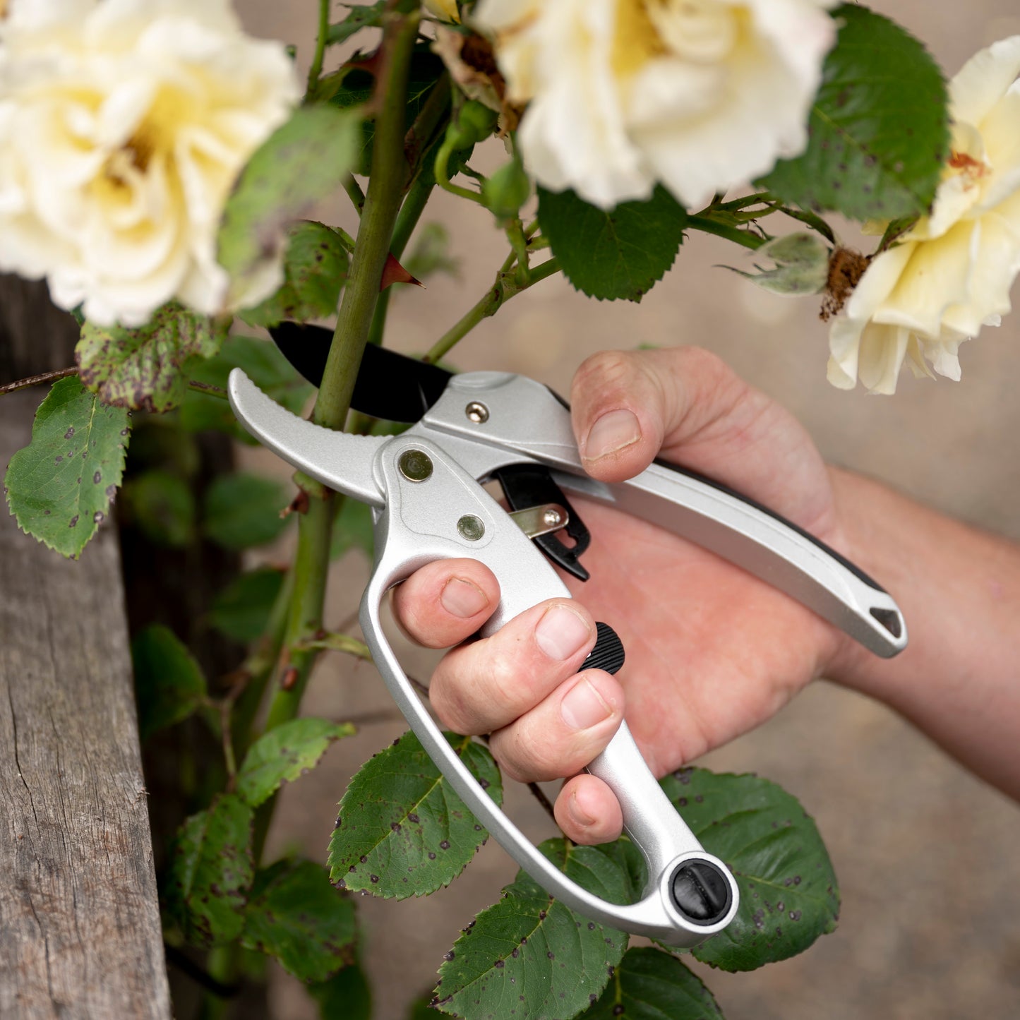 person cutting a rose with ratchet pruners