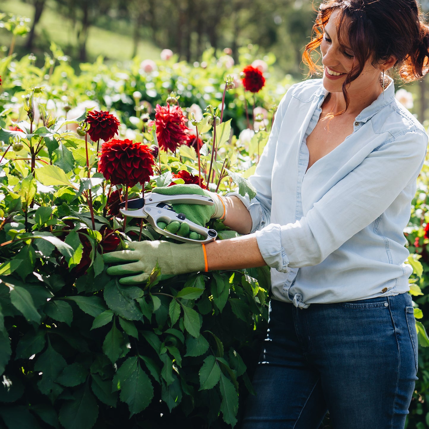 female cutting flowers with ratchet pruners wearing bamboo gloves